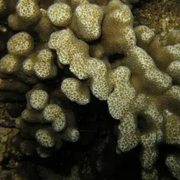Hump Coral, photo 4
