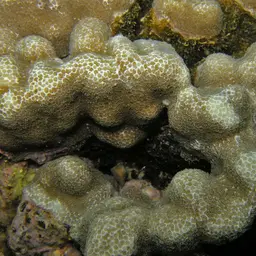 Hump Coral, photo 5