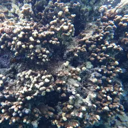 Hump Coral, photo 6