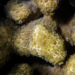 Hump Coral, photo 7