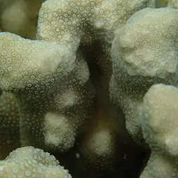 Hump Coral, photo 8