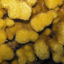 Hump Coral, photo 9