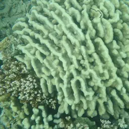 Hump Coral, photo 10