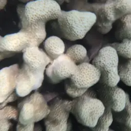 Hump Coral, photo 11