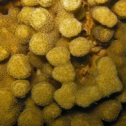 Hump Coral, photo 12
