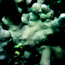 Hump Coral, photo 1