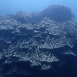 Hump Coral, photo 1