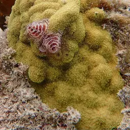 Mustard Hill Coral, photo 1