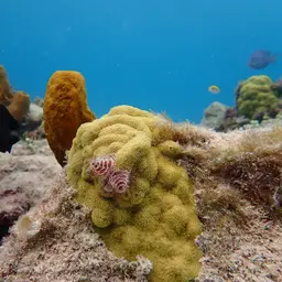 Mustard Hill Coral, photo 2