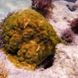 Mustard Hill Coral, photo 3