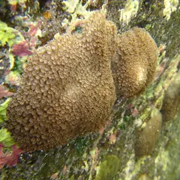 Mustard Hill Coral, photo 4
