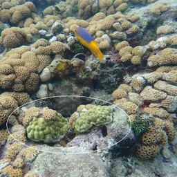 Mustard Hill Coral, photo 5