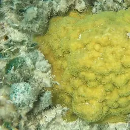 Mustard Hill Coral, photo 6