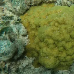 Mustard Hill Coral, photo 7