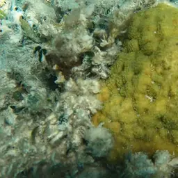 Mustard Hill Coral, photo 8