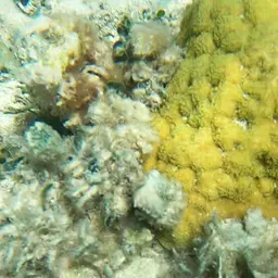 Mustard Hill Coral, photo 9