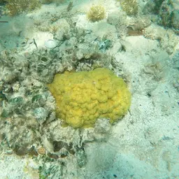 Mustard Hill Coral, photo 10