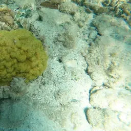 Mustard Hill Coral, photo 11
