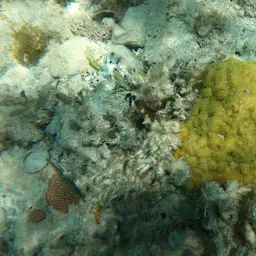 Mustard Hill Coral, photo 12
