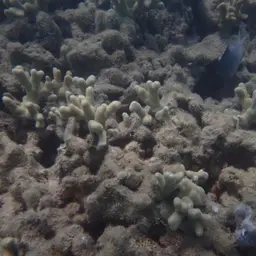 Finger Coral, photo 2