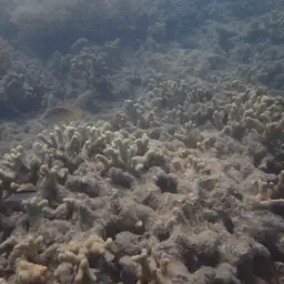 Finger Coral, photo 3
