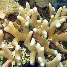 Finger Coral, photo 1