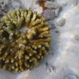 Finger Coral, photo 4