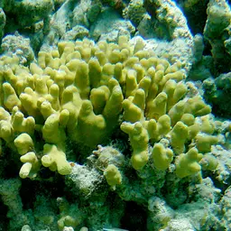 Finger Coral, photo 5
