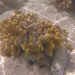 Finger Coral, photo 6