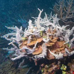 Finger Coral, photo 7