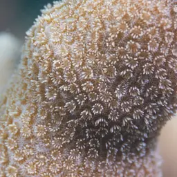 Finger Coral, photo 8