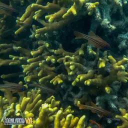 Finger Coral, photo 9