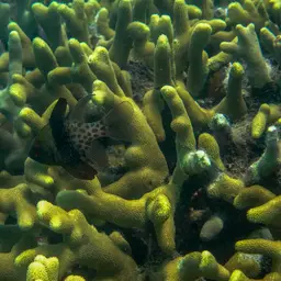 Finger Coral, photo 10