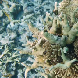 Finger Coral, photo 11
