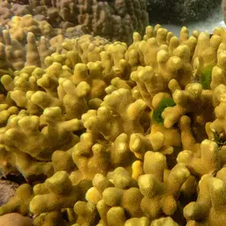 Finger Coral, photo 12