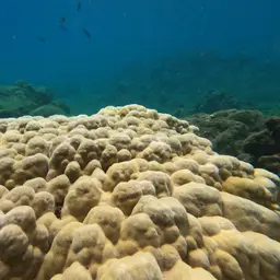 Hump Coral, photo 1