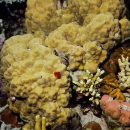 Hump Coral, photo 2