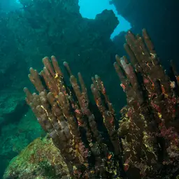 Blue Crust Coral