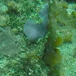 Blue Crust Coral, photo 2