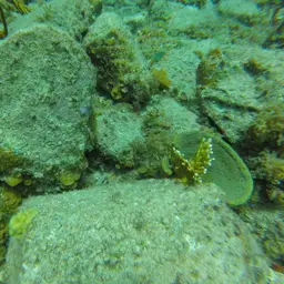 Blue Crust Coral, photo 3