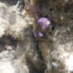 Blue Crust Coral, photo 4