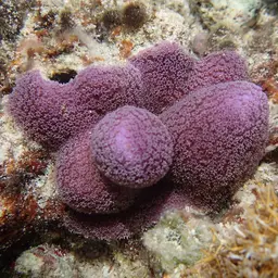 Blue Crust Coral, photo 5