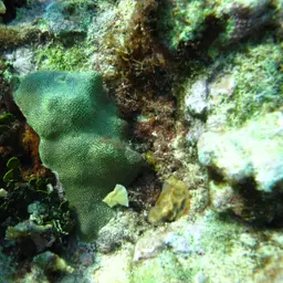 Blue Crust Coral, photo 6