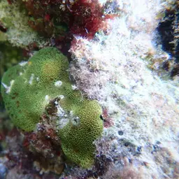 Blue Crust Coral, photo 7