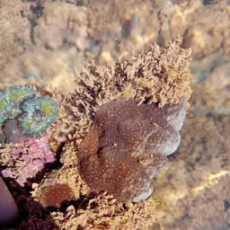 Blue Crust Coral, photo 8