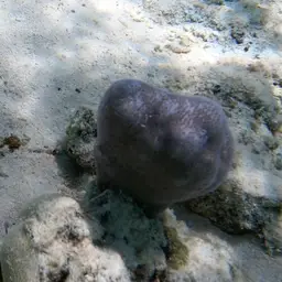 Blue Crust Coral, photo 9