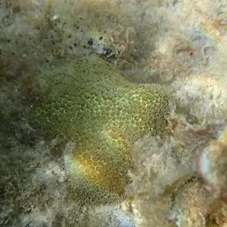 Blue Crust Coral, photo 10