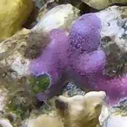 Blue Crust Coral, photo 11