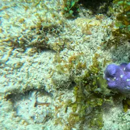 Blue Crust Coral, photo 12