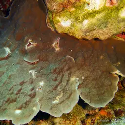 Honeycomb Plate Coral, photo 2